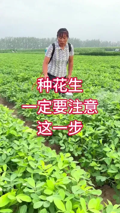 种花生一定要注意这一步 #花生管理 #花生膨大粒粒饱 #三农