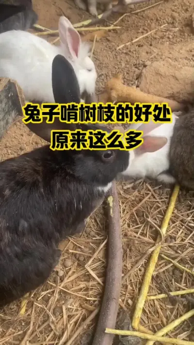 兔子啃食树枝的好处，竟然这么多#抖音三农#养殖#养兔