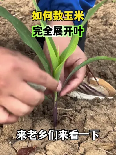 如何正确数玉米的，完全展开叶？ #数玉米叶片 #玉米种植 #玉米完全展开叶 #玉米除草最佳时期