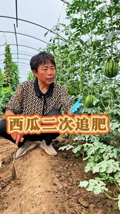 到咱们结果实的蔬菜彭果的时候一定要给它追肥#三农 #追肥 #种植小技巧 #三农流量扶持计划 #蔬菜杨大姐 @抖音创作小助手 @DOU+上热门 @DOU+小助手