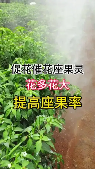 促花催花座果灵，花多花大，提高座果率 #三农 #辣椒种植 #农业种植