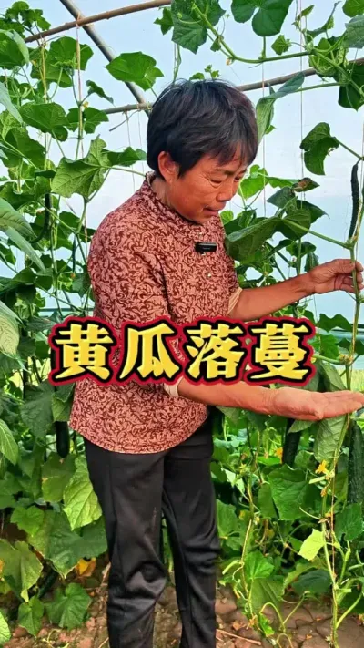 黄瓜是主蔓生长，爬满架之后怎么办呢？咱们不能打顶，可以选择给它落蔓，这样中部的黄瓜才能结的好#黄瓜种植 #黄瓜 #黄瓜落蔓 #三农 #蔬菜杨大姐 @DOU+上热门 @抖音创作小助手 @DOU+小助手