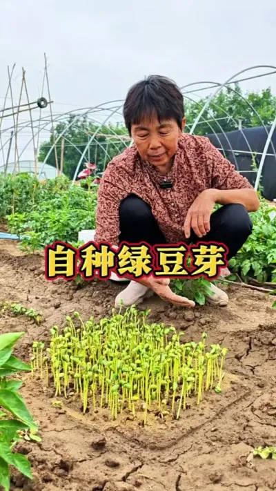 自己动手种点无公害的青豆芽#无公害蔬菜 #三农 #蔬菜杨大姐 #种植小技巧 #自己动手丰衣足食 @抖音创作小助手 @DOU+上热门 @DOU+小助手