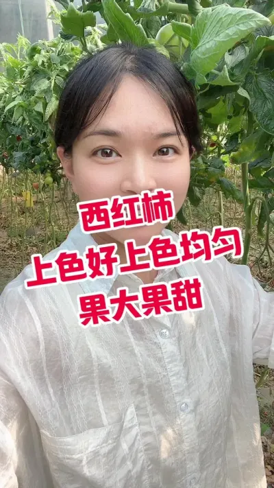 #西红柿种植 #记录我的种植生活 #葡萄糖钛 点个关注 橱窗下单@抖音小助手