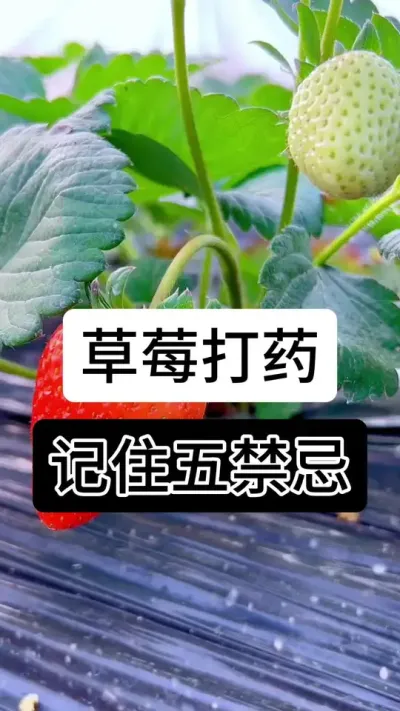 草莓打药记住五禁忌#支持三农扶持三农发展 #分享农业知识帮农民增产增收 #分享农业知识帮农民增产增收