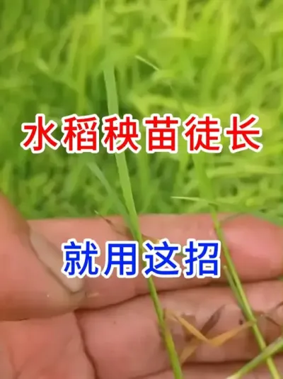 水稻秧苗徒长，就用这招。 #传播农业种植小知识   #传播农业知识传播正能量   #农业种植小知识   #水稻种植交流