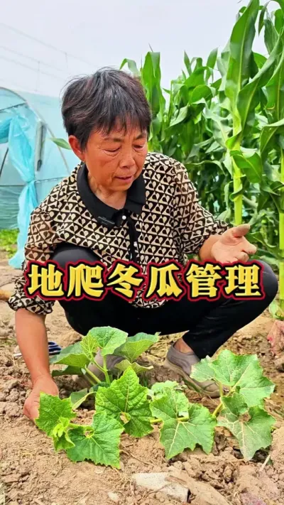 地爬冬瓜长到五六片叶子的时候打顶发侧枝，侧枝越多结的越多#三农 #种植小技巧 #蔬菜杨大姐 #冬瓜 #蔬菜种植 @DOU+上热门 @抖音创作小助手 @DOU+小助手