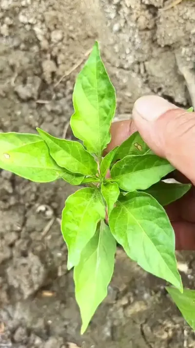 想要辣椒种的好，一定要用这个 #三农 #辣椒种植技术 #农业种植