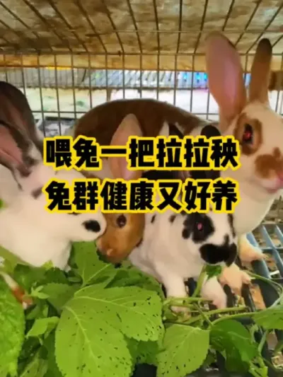 喂兔一把拉拉秧，兔群好养又健康#抖音三农#养殖#养兔