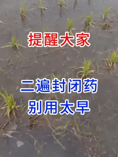 提醒大家 二遍封闭药别用太早 #传播农业知识传播正能量   #每天分享农业种植小知识  #农业种植  #寒地水稻种植