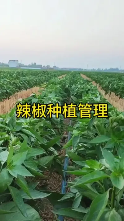辣椒种植管理 #三农 #辣椒种植技术 #辣椒疫病清