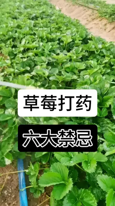 草莓打药六大禁忌#草莓种植方法 #草莓种植管理技术和方法 #草莓种植 #草莓种植基地 #服务三农支持三农