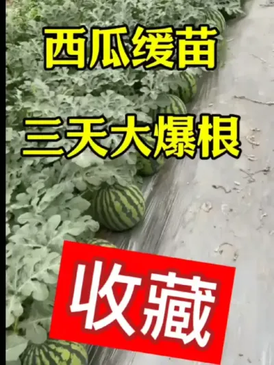 #农业#种植 #抖音助农 #抖音助农扶农