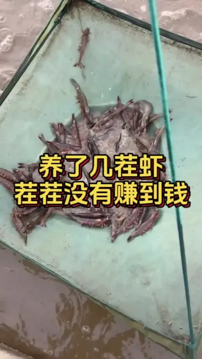 养了几茬虾，茬茬都没有赚到钱#小棚养虾 #养虾人 #水产人 #南美白对虾 #对虾养殖