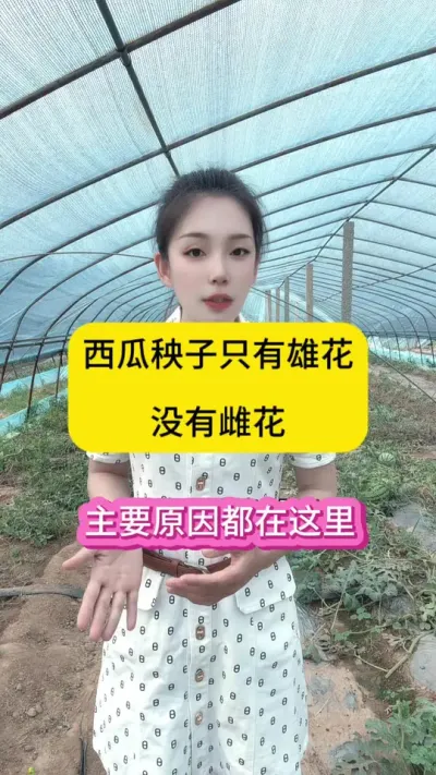 西瓜秧子只开雄花，不开雌花的主要原因
