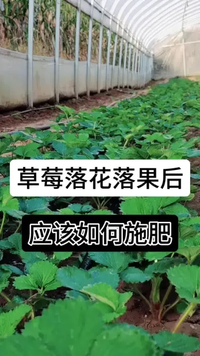 草莓落花落果后应该如何施肥#草莓种植管理技术和方法 #草莓种植方法 #草莓种植 #草莓种植基地 #服务三农支持三农