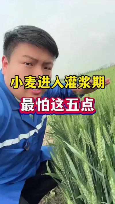 小麦进入灌浆期，最怕这五点！ #小麦种植 #小麦灌浆期 #小麦膨大剂
