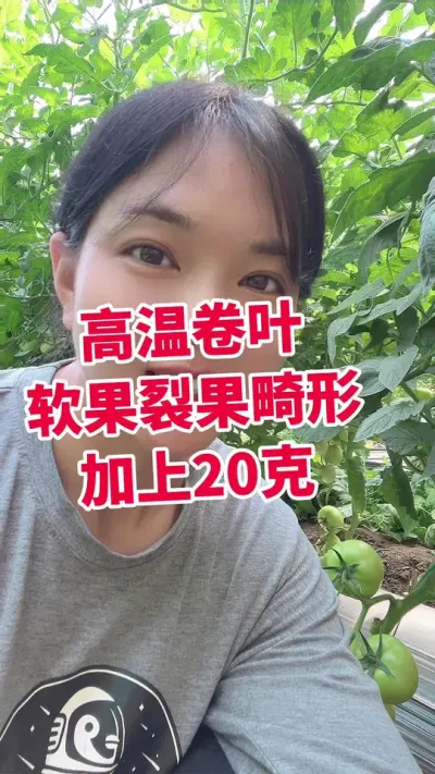 #卷叶#西红柿种植#大棚种植#盖多多 进口钙 效果非常好@抖音小助手