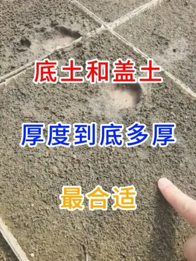 育苗土底土和盖土的厚度到底多厚合适？ #水稻种植技术  #分享农业知识帮农民增产增收  #农业种植  #寒地水稻种植 #三农