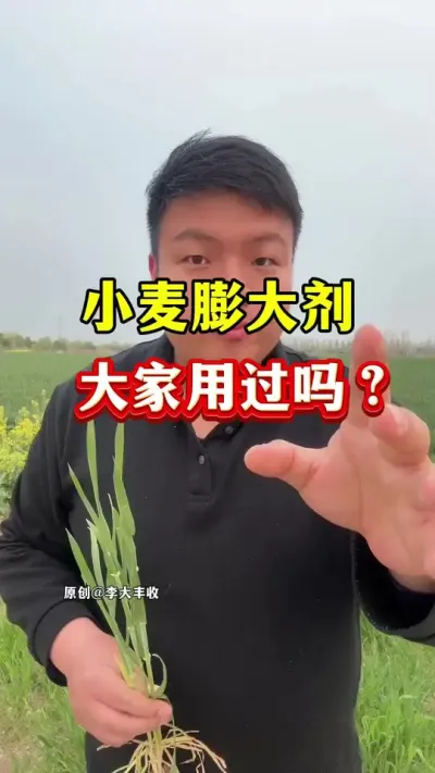 小麦膨大剂，大家用过吗？ #小麦种植 #小麦膨大剂 #种植小技巧 #小麦高产技术