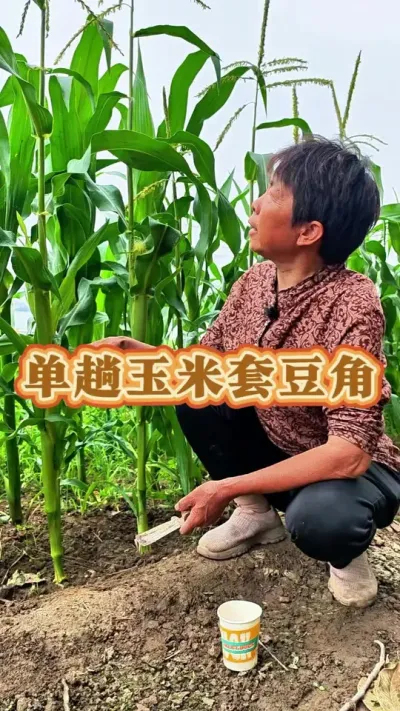 家庭里面小面积种的有玉米的话咱们可以套种豆角啦#豆角 #玉米套种 #玉米套种豆角 #蔬菜杨大姐  #三农 @抖音创作小助手 @DOU+上热门 @DOU+小助手