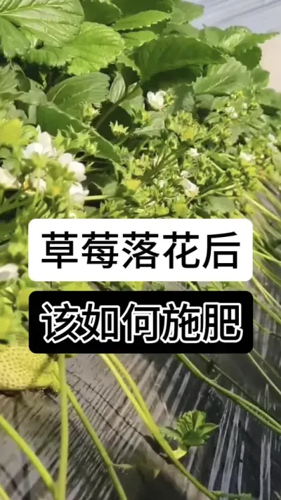 草莓落花后该如何施肥