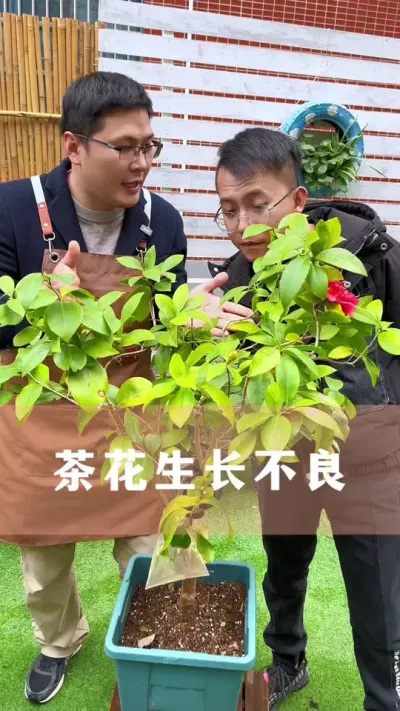 茶花黄叶掉叶、生长不良的处理方法#茶花 #花卉绿植 #养花小知识 #爱生活爱养花