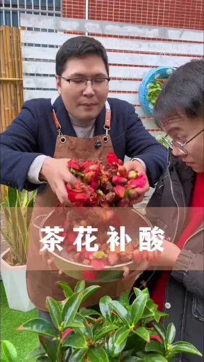 茶花不生长也不开花的正确处理方法#茶花 #花卉绿植 #养花小知识