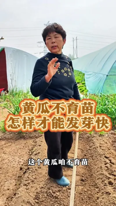 黄瓜不想育苗也可以的，等到清明前后露地能种的时候可以直接点籽，发芽也很快#三农 #黄瓜种植 #黄瓜 #蔬菜种植 #蔬菜杨大姐 @DOU+小助手 @DOU+上热门 @抖音创作小助手