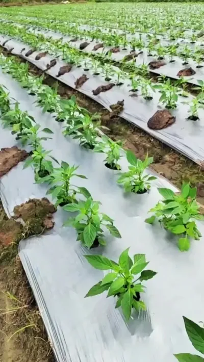 想要辣椒好就用这个 #三农#辣椒种植 #农业种植