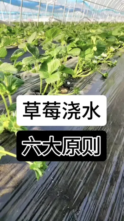 草莓浇水六大原则#支持三农扶持三农发展 #支持三农扶持三农发展