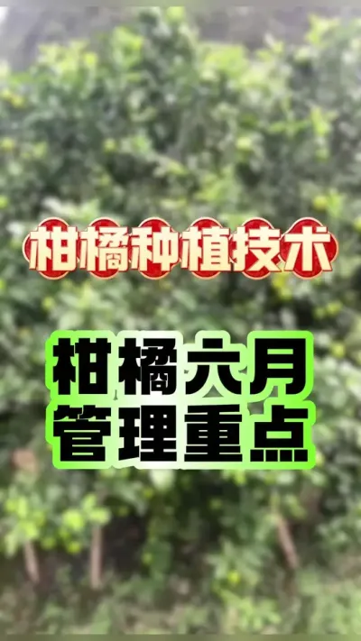 #dou上热门 柑橘六月管理重点 #柑橘种植 #新农人计划2025 #赣南脐橙 #柑橘管理