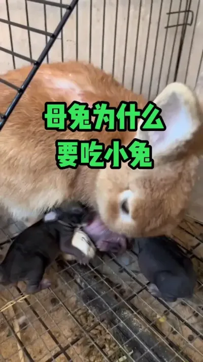 母兔为什么，要吃小兔#抖音三农#养兔#养殖