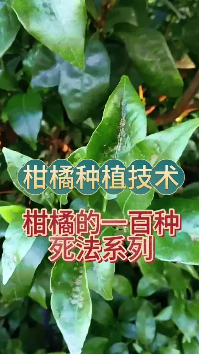 #上热门 柑橘的100种死法之毒死#柑橘种植 #抖音助农 #果树管理 #新农人计划