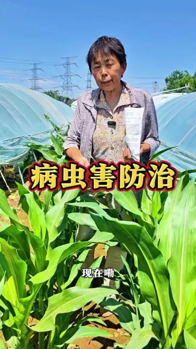 玉米病虫害的防治，地下害虫也不可忽视哦#病虫害防治 #三农 #玉米 #玉米种植 #蔬菜杨大姐 @抖音创作小助手 @DOU+上热门 @DOU+小助手
