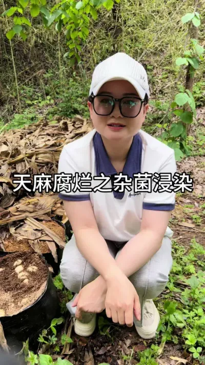 天麻腐烂之杂菌浸染 #三农 #种植技术 #天麻种植@抖音小助手
