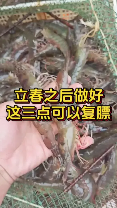 立春后做好这三点可以复膘#小棚养虾 #养虾人 #水产人 #南美白对虾 #嘉骏新水产