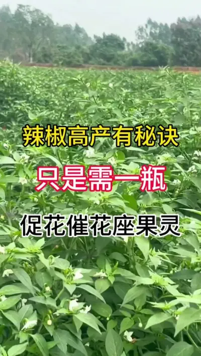 辣椒只开花不结果，只是需一瓶，促花催花座果灵 #三农 #辣椒种植 #促花保果 #促花催花坐果灵