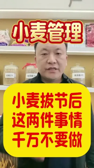 小麦拔节后这两件事情千万不要做。#小麦拔节后如何管理产量高 #小麦控旺