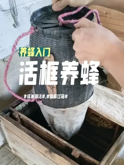活框养蜂 养蜂入门之活框蜂箱养蜂的蜜蜂过箱方法#养蜂技术分享 #养蜂入门 #新农人计划2025