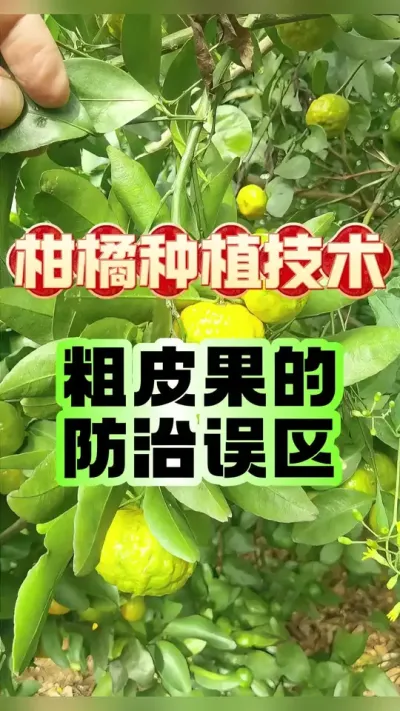 #dou上热门 柑橘粗皮果防治误区与科学管理策略#增产增收才是硬道理 #柑橘种植 #心系三农服务三农 #农业植保知识分享