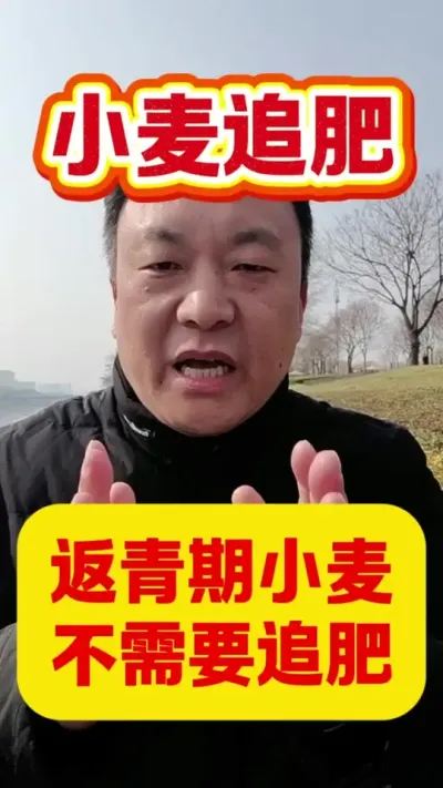 返青期小麦真的不需要施肥#小麦种植 #小麦年后管理 #服务三农支持三农