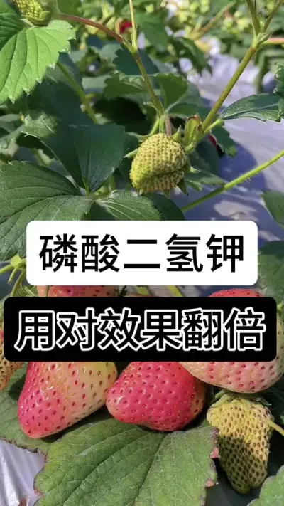 磷酸二氢钾用对效果翻倍#分享农业知识帮农民增产增收