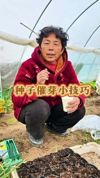 种子育苗之前的催芽小技巧，催出芽了在育苗就容易的多了#种子催芽方法 #育苗技术 #种植小技巧 #种植小妙招 #蔬菜杨大姐 @DOU+小助手 @DOU+上热门 @抖音创作小助手