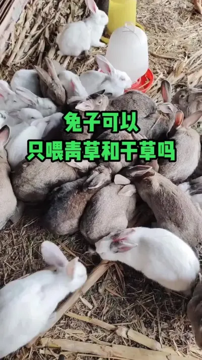 兔子可以，只喂青草和干草吗#抖音三农#养兔#养殖