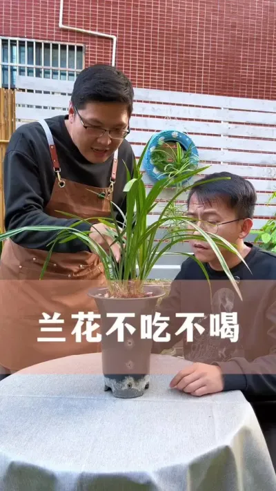 兰花不发芽也不开花的正确处理方法#兰花 #花卉绿植 #养花小知识