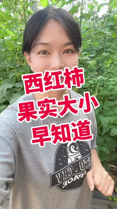 #西红柿种植#大棚西红柿#记录我的种植生活 点个关注 互相学习吧 @抖音小助手