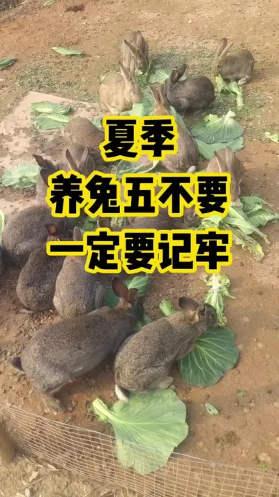 夏季，养兔五不要，一定要记牢#抖音三农#养殖#养兔