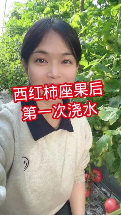 #西红柿种植#大棚种植#记录我的种植生活  点个关注 互相交流吧@抖音小助手