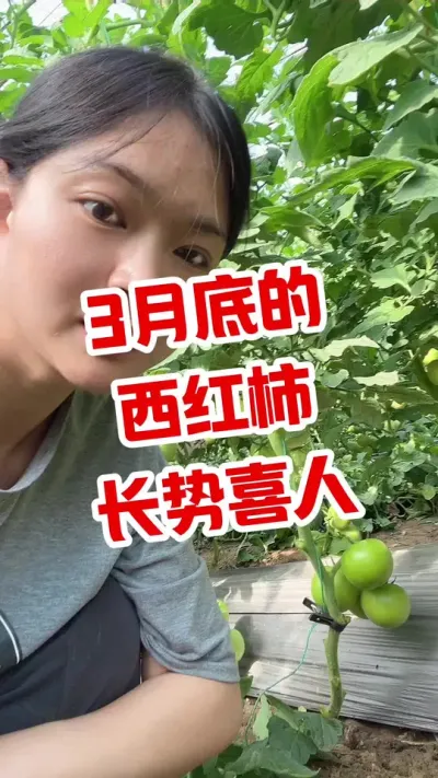 #大棚西红柿 #西红柿种植 #记录我的种植生活  点个关注 相互学习@抖音小助手
